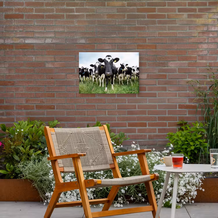 Buiten canvas - Nieuwsgierige koeien — 2