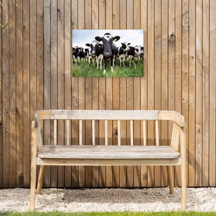 Buiten canvas - Nieuwsgierige koeien — 3