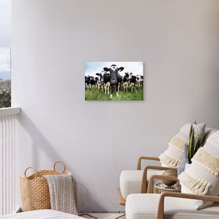 Buiten canvas - Nieuwsgierige koeien — 4
