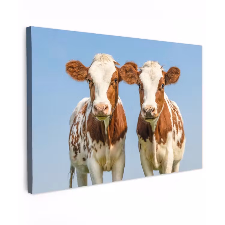 Buiten canvas - Twee kalveren in de weide — 1