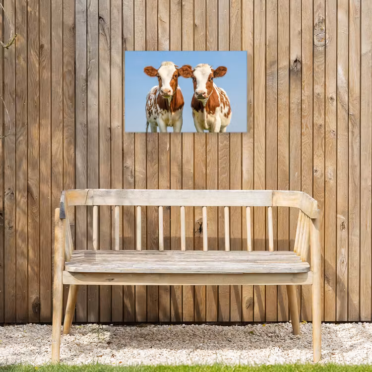 Buiten canvas - Twee kalveren in de weide — 3