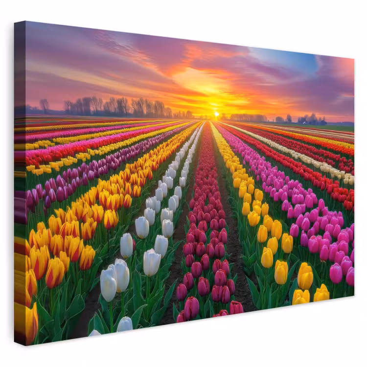 Buiten canvas - Tulpenveld - Zonsondergang - Kleurrijk — 1