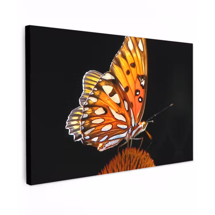 Buiten canvas - Vlinder op bloem — 1