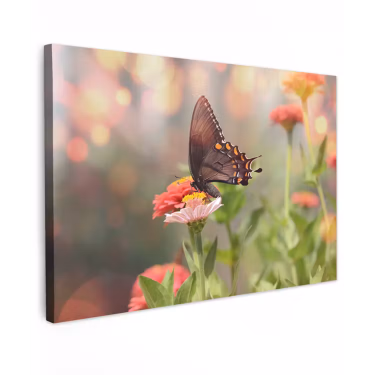 Buiten canvas - Vlinder op zomerbloem — 1
