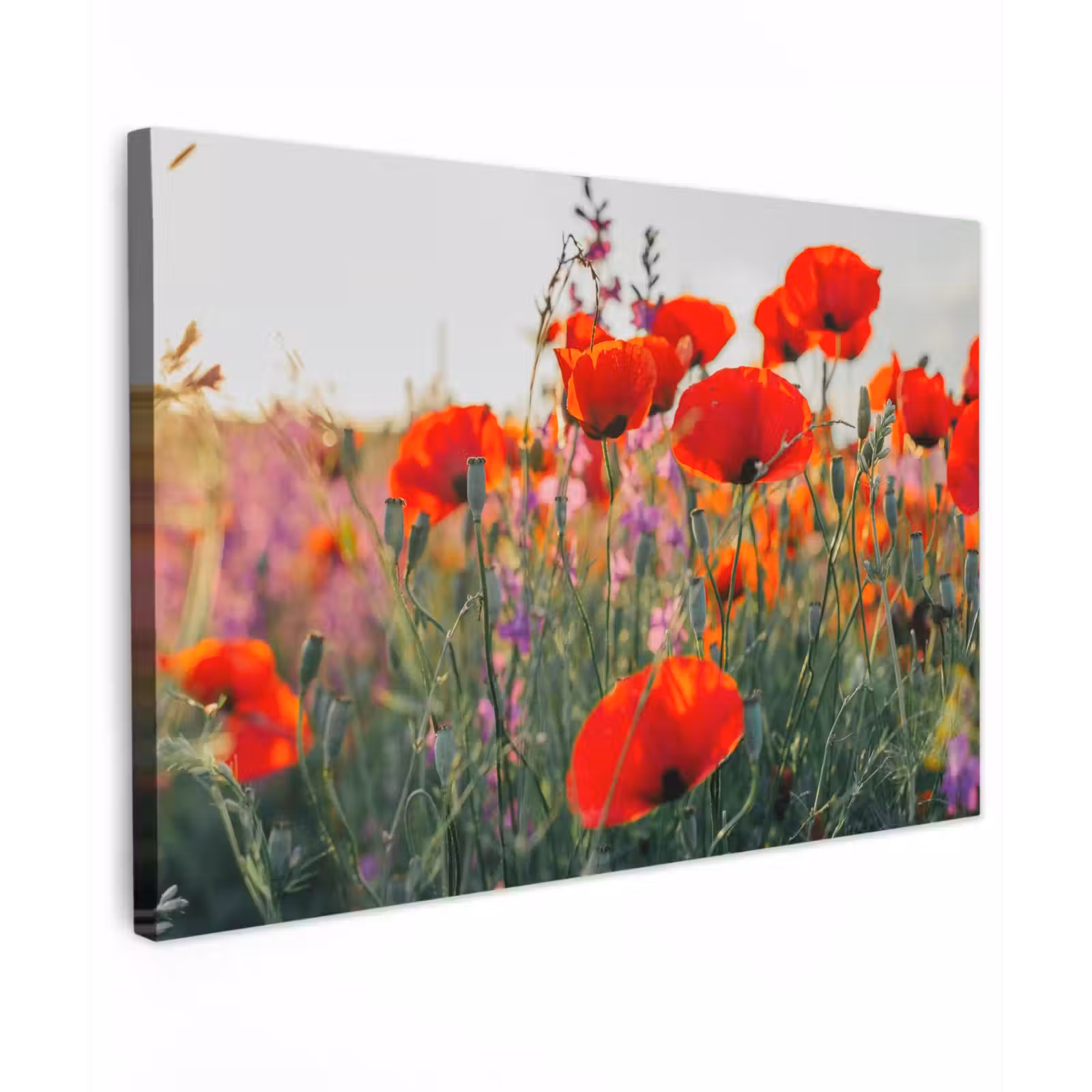 Buiten canvas - Rode klaprozen in de avondzon — 1