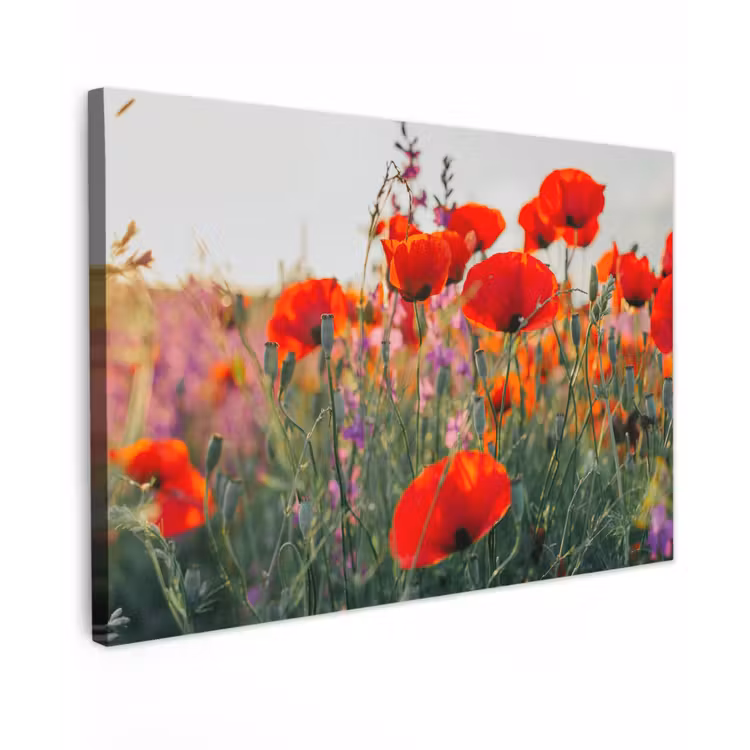 Buiten canvas - Rode klaprozen in de avondzon — 1