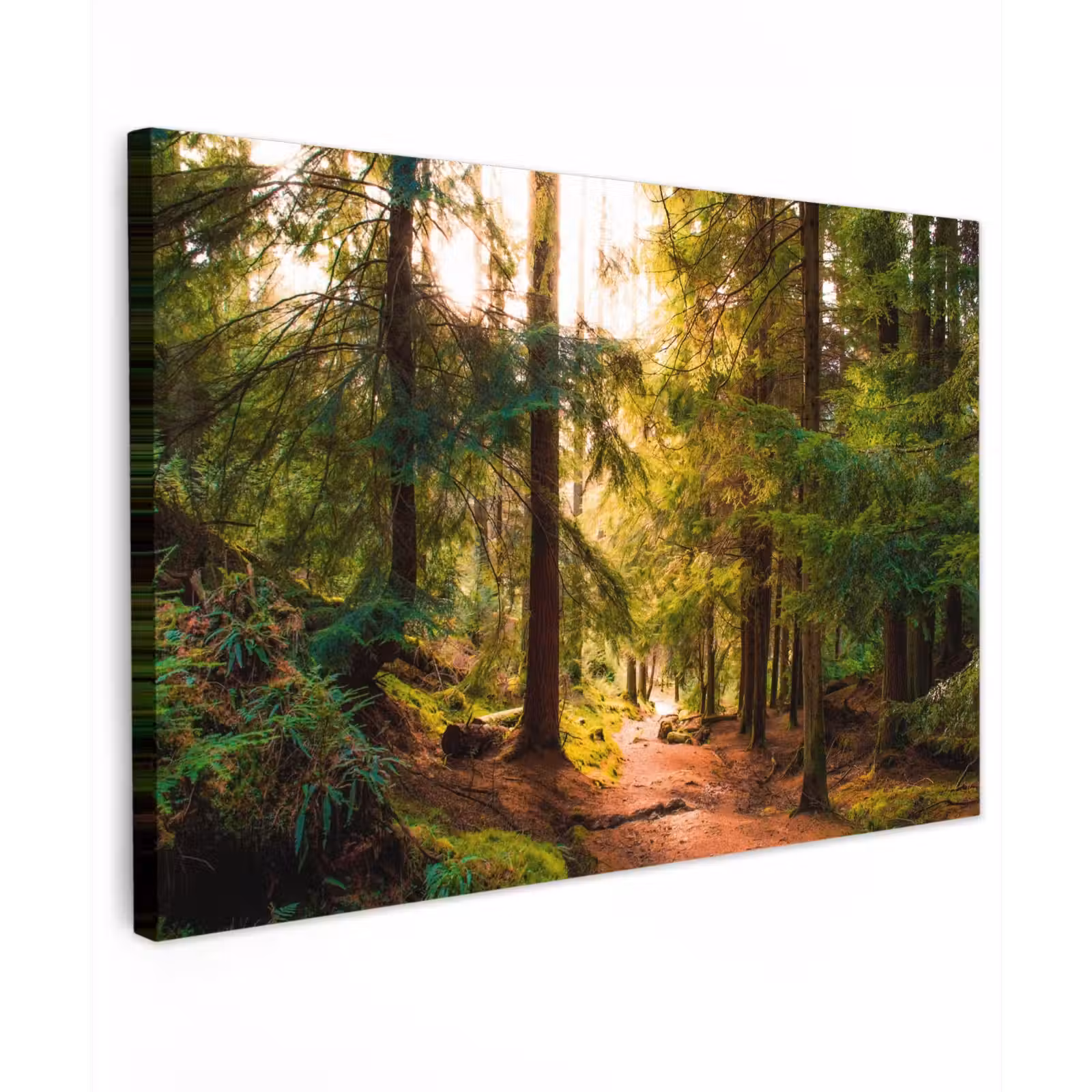 Buiten canvas - Mossig bospad — 1