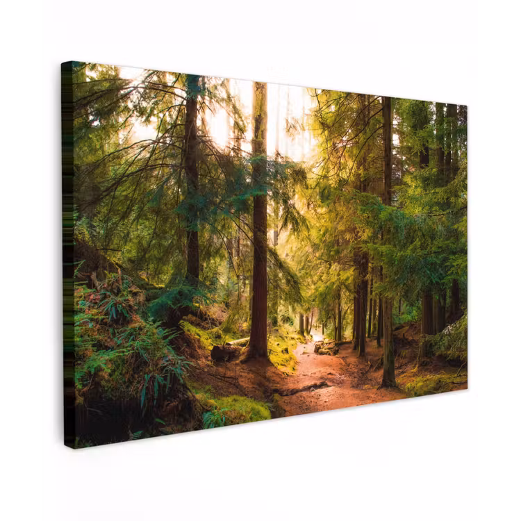 Buiten canvas - Mossig bospad — 1