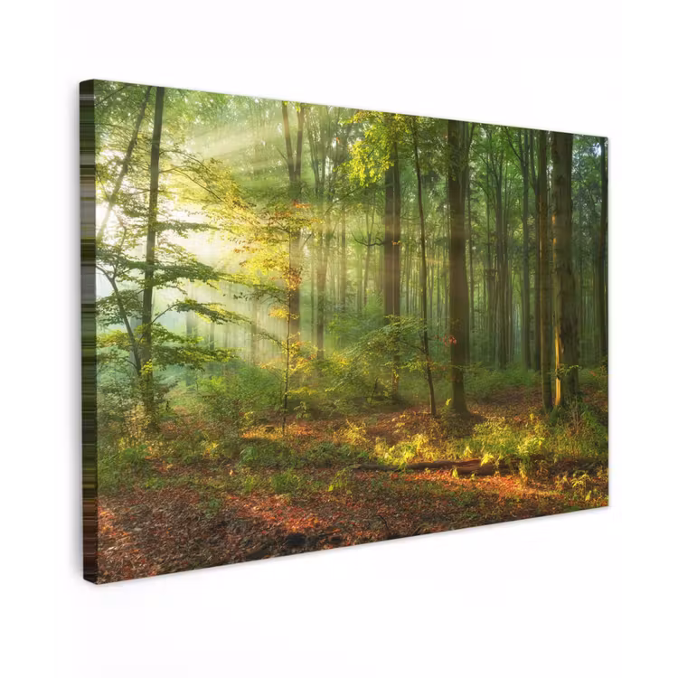 Buiten canvas - Ochtendlicht in het bos — 1
