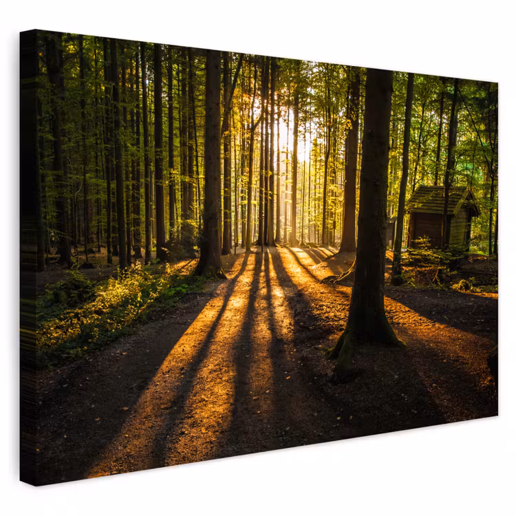 Buiten canvas - Zon - Bomen - Bos - Landschap - Natuur — 1