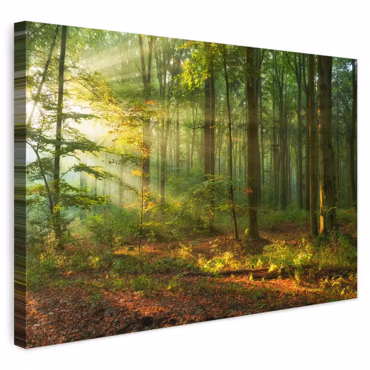 Buiten canvas - Zon - Bos - Bomen - Natuur - Herfst — 1