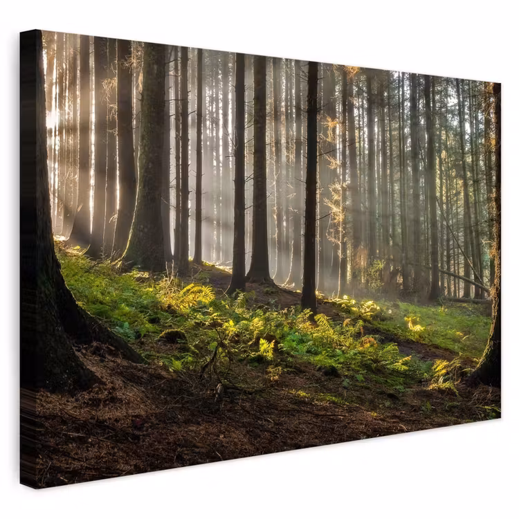 Buiten canvas - Zon - Takken - Bomen - Bos - Natuur — 1