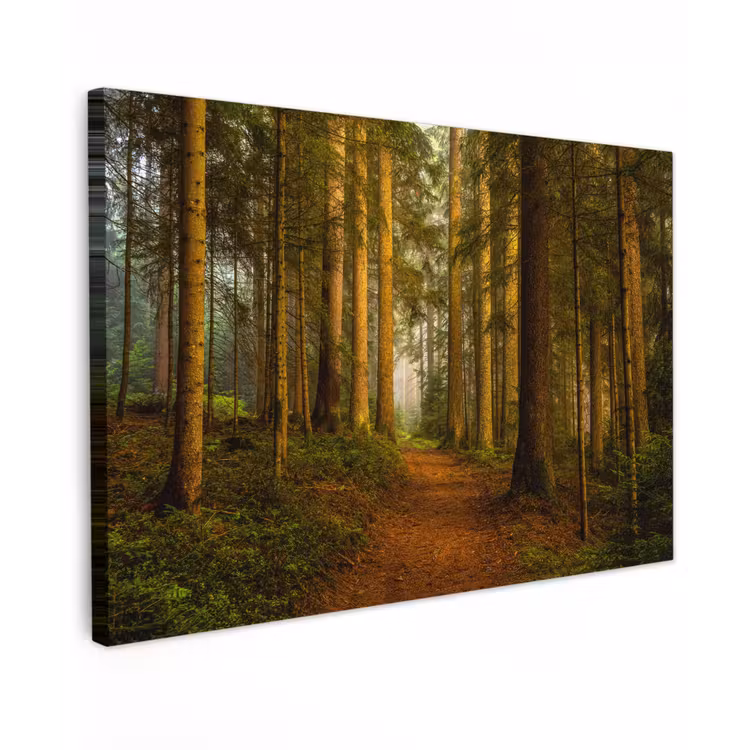 Buiten canvas - Pad door majestueus dennenbos — 1