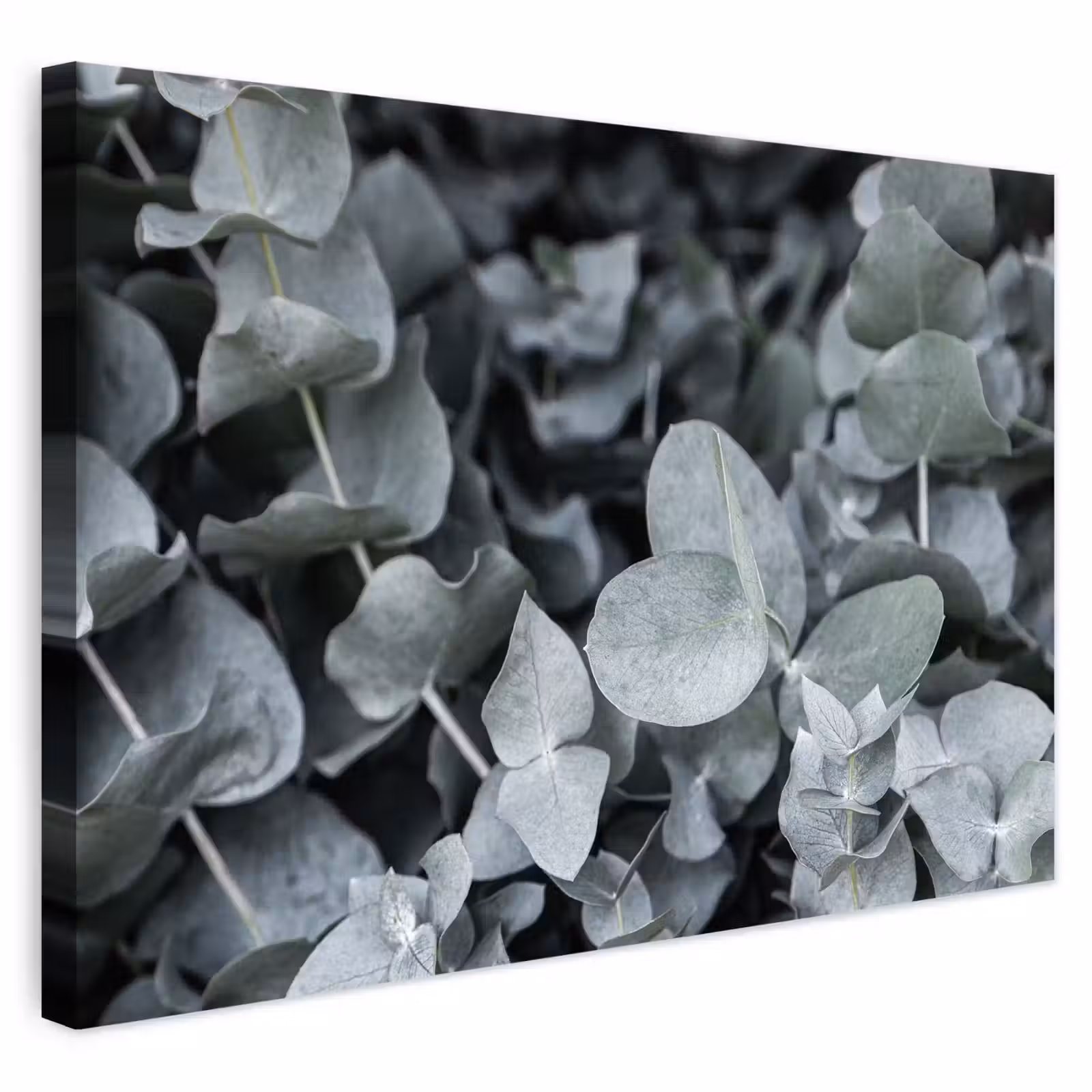 Buiten canvas - Natuur - Planten - Eucalyptus - Bladeren — 1