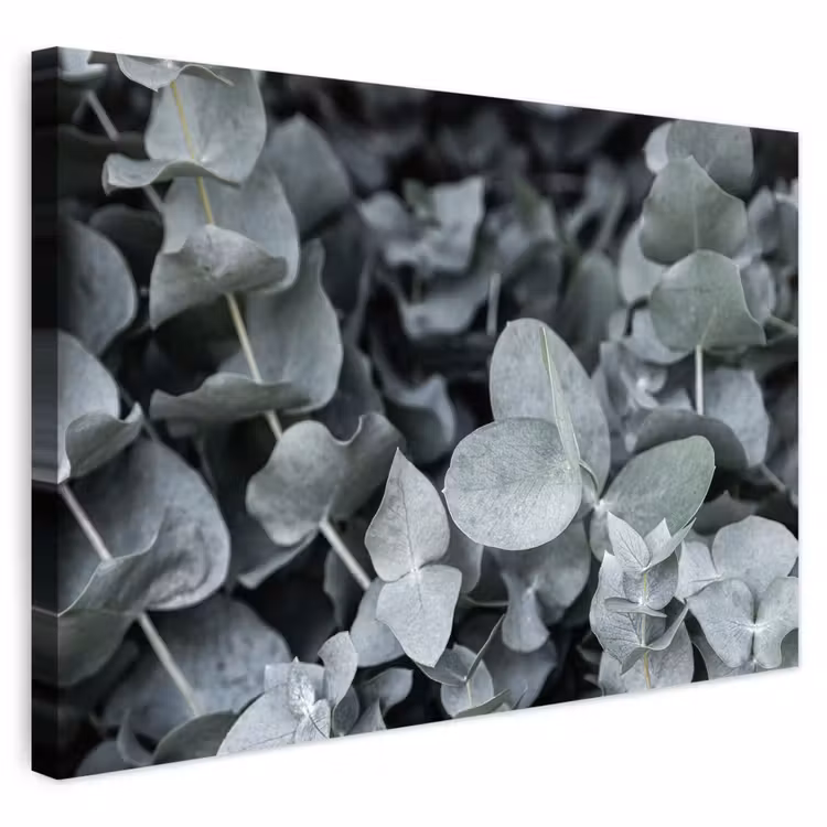 Buiten canvas - Natuur - Planten - Eucalyptus - Bladeren — 1