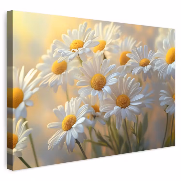 Buiten canvas - Madeliefjes - Wit - Zonlicht — 1