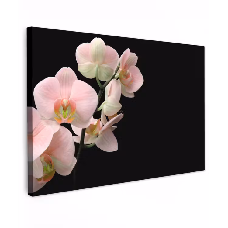 Buiten canvas - Orchidee - Bloemen - Roze - Stilleven - Flora — 1