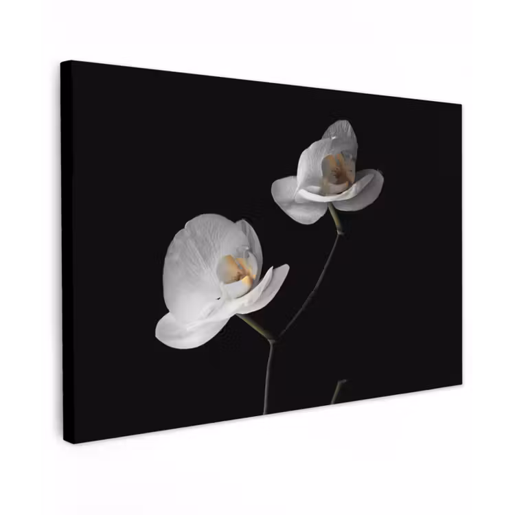 Buiten canvas - Orchidee - Bloemen - Zwart - Wit - Stilleven — 1