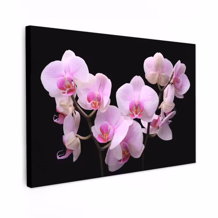 Buiten canvas - Orchidee - Bloemen - Roze - Flora — 1