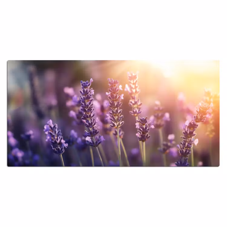 Bureau onderlegger - Lavendelbloemen - Paars - Zonlicht — 1
