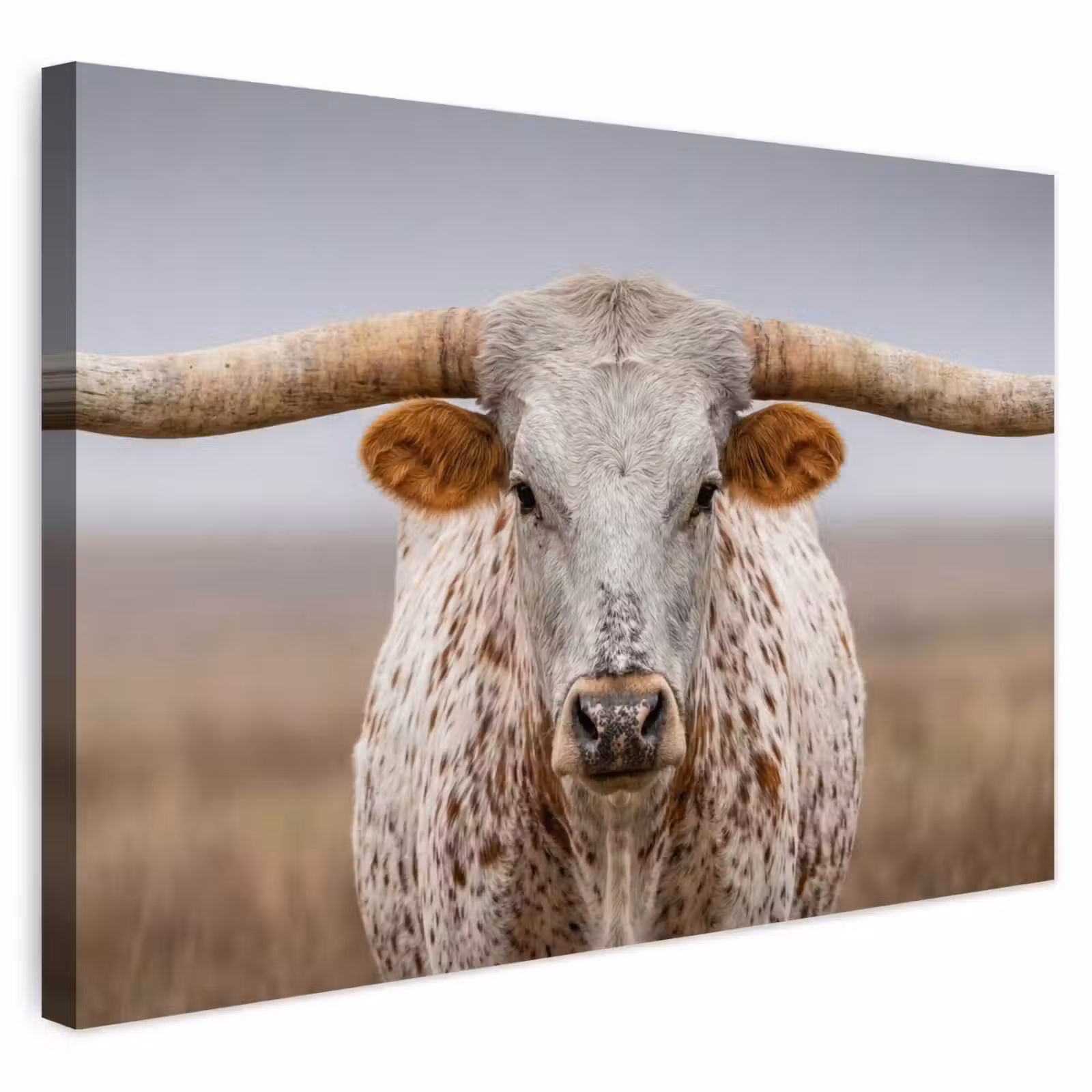 Buiten canvas - Longhorn - Grasveld - Dier — 1