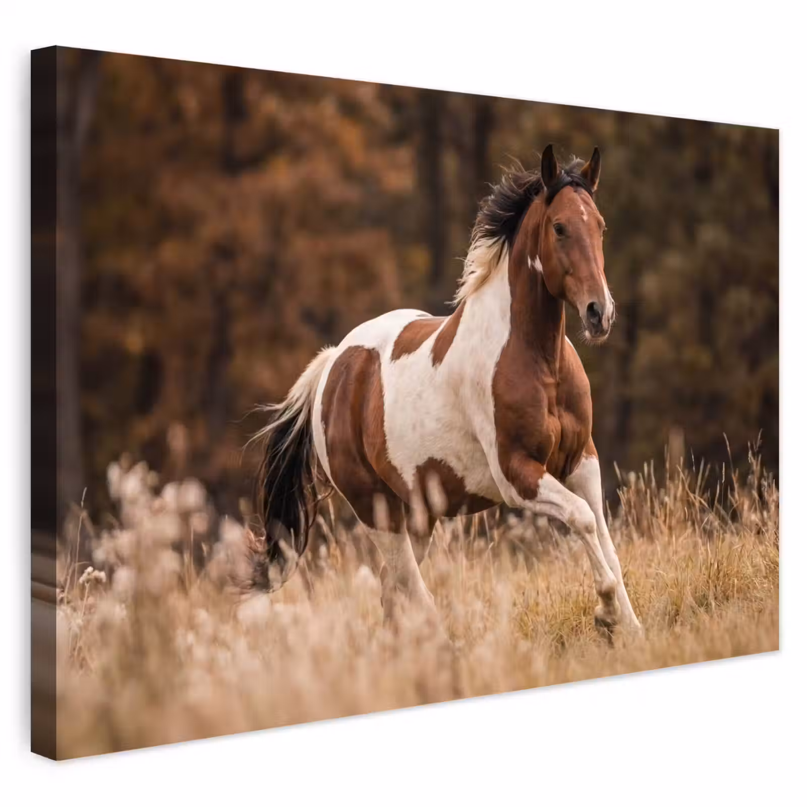 Buiten canvas - Paard - Bruin - Gras — 1