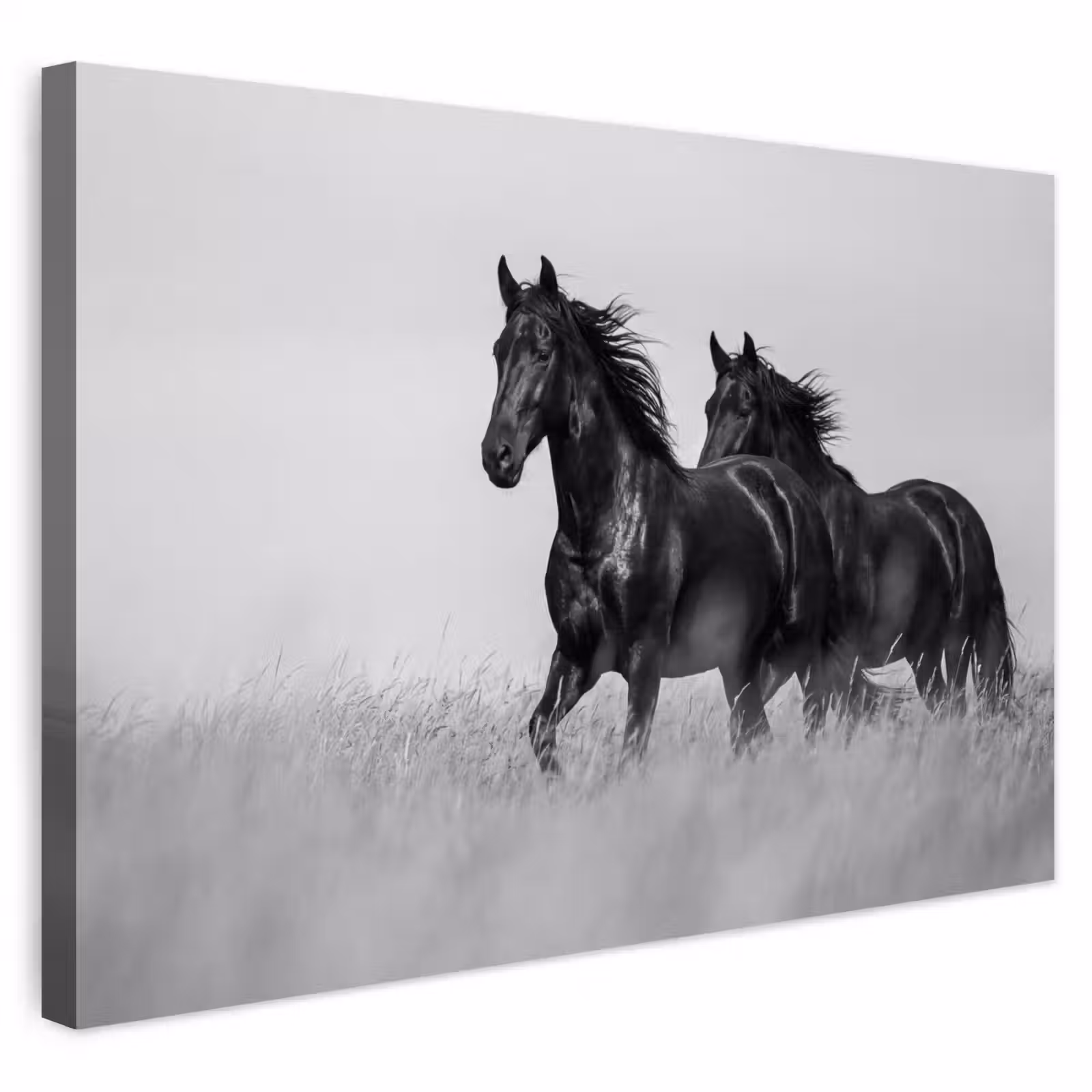 Buiten canvas - Paarden - Gras - Zwart - Wit — 1