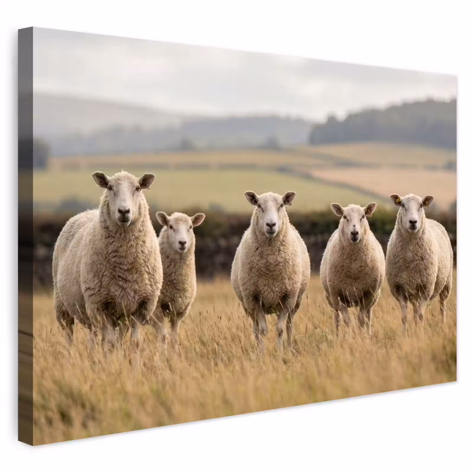 Buiten canvas - Schapen - Weidenlandschap - Heuvels — 1