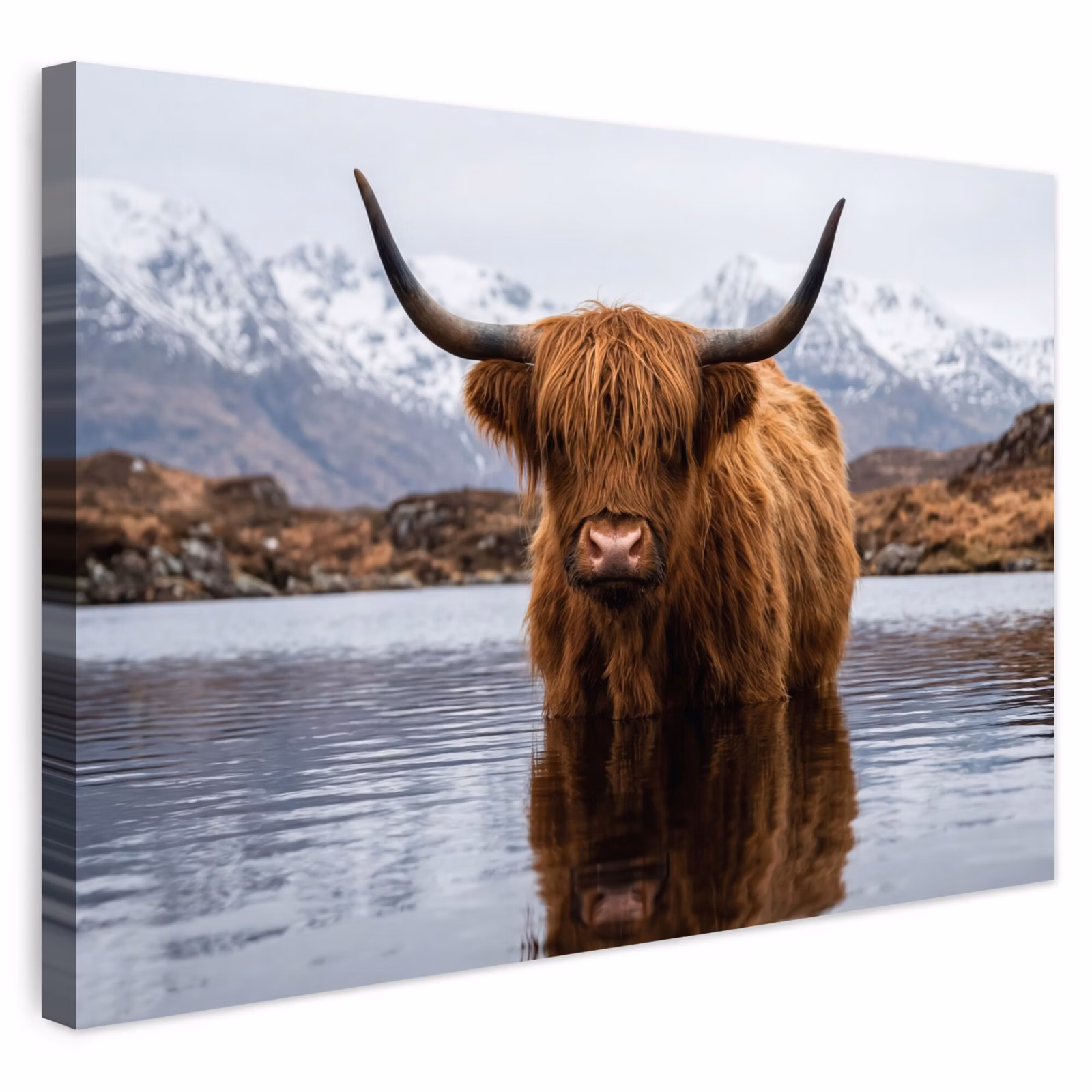 Buiten canvas - Schotse hooglander - Bruin - Water — 1