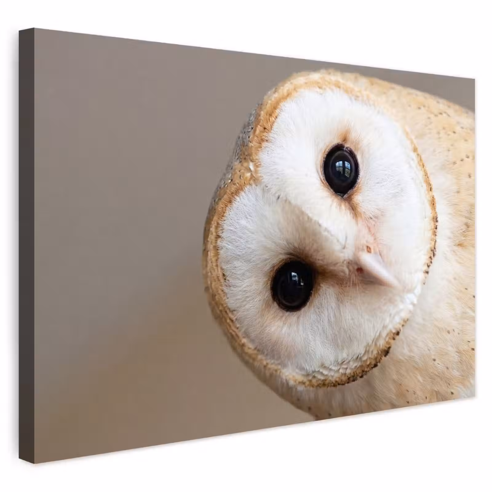 Buiten canvas - Uil - Bruin - Wit — 1