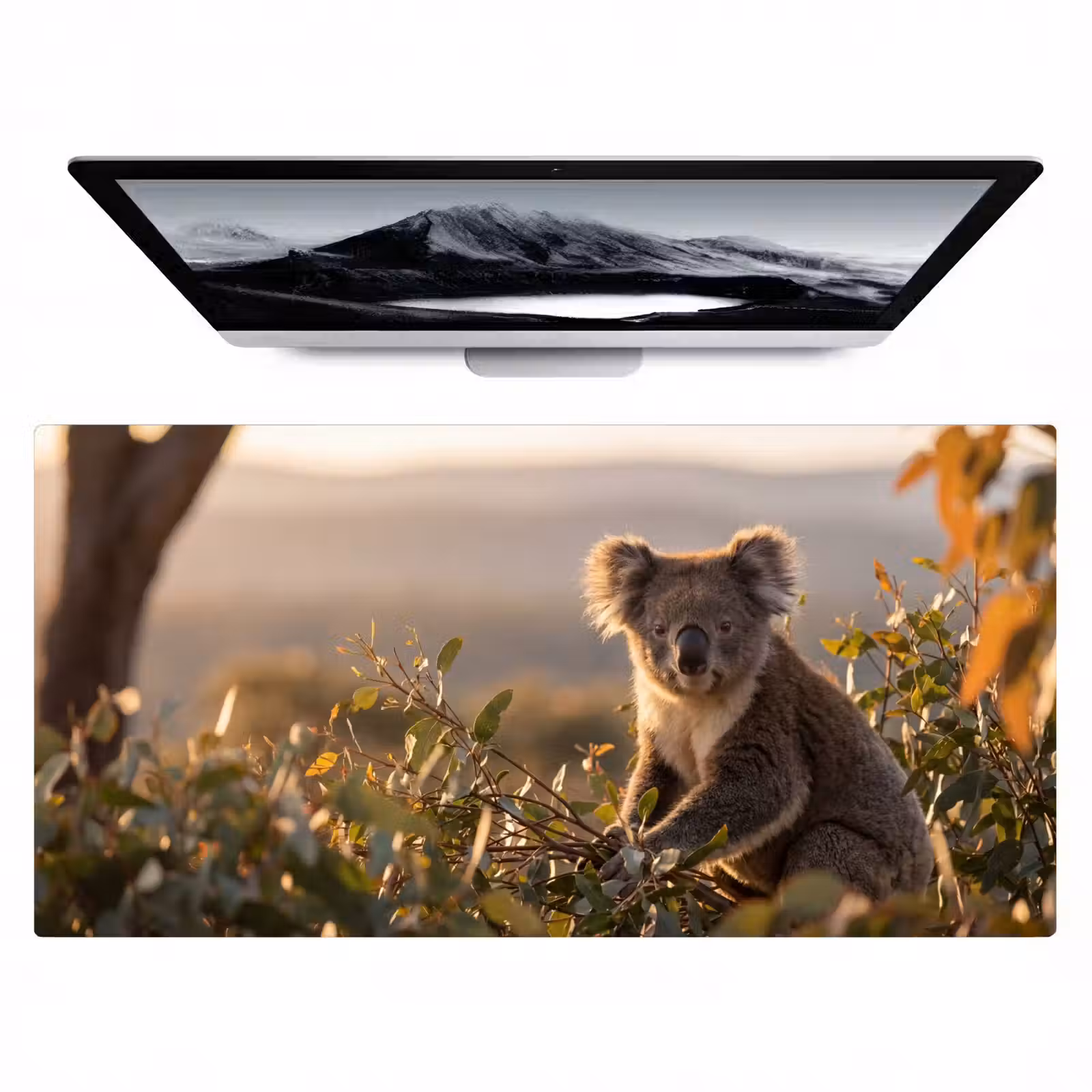 Bureau onderlegger - Koala - Bladeren - Ochtendlicht — 1