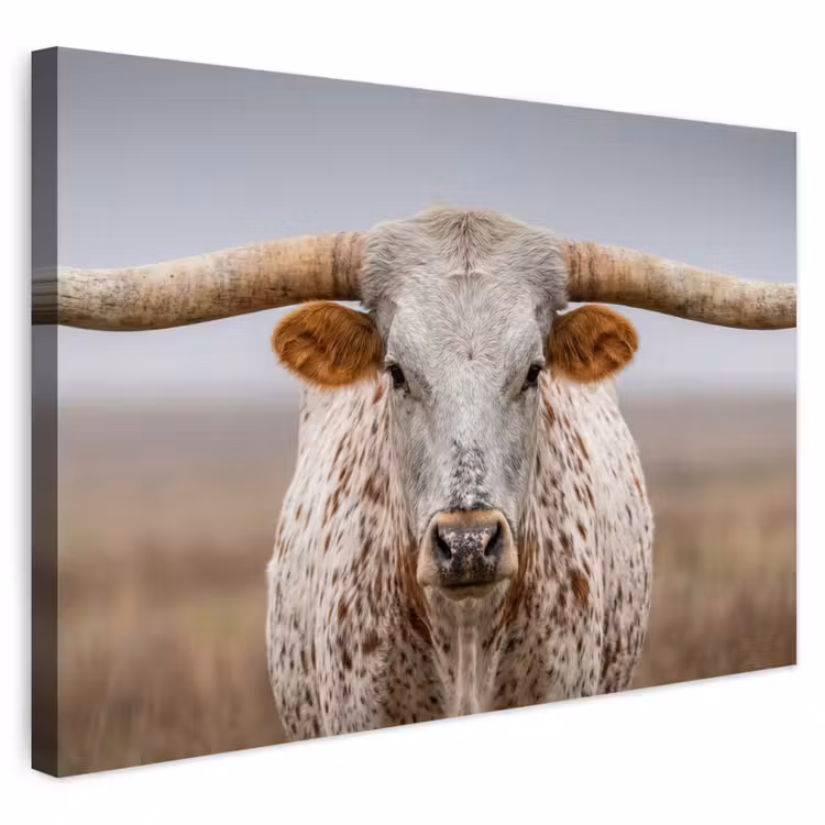 Buiten canvas - Longhorn - Grasveld - Dier — 1