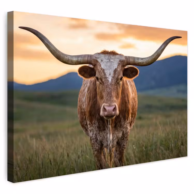 Buiten canvas - Longhorn - Landschap - Zonsondergang — 1