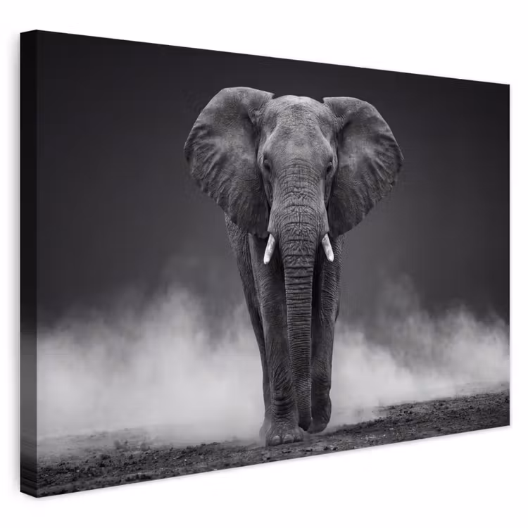 Buiten canvas - Olifant - Zwart - Wit - Rook — 1
