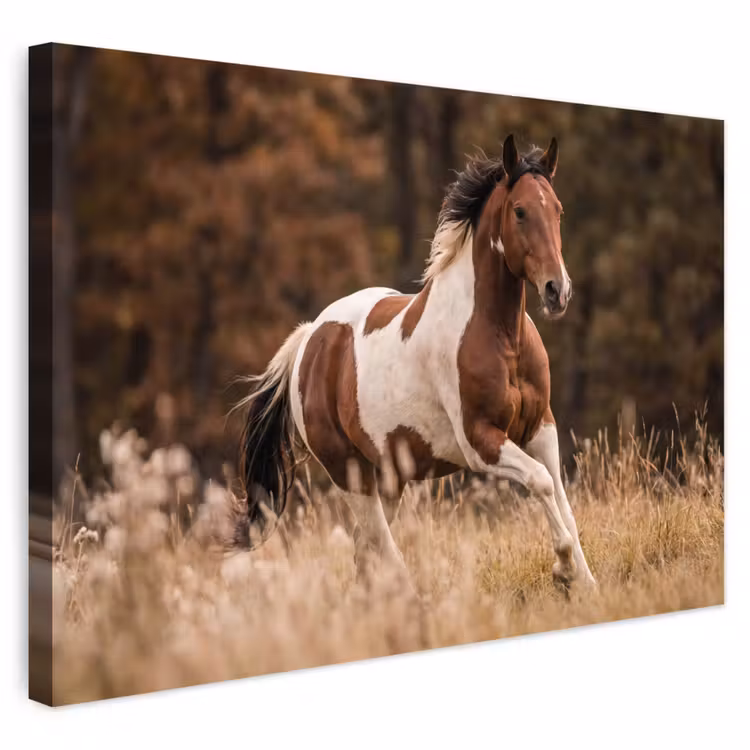 Buiten canvas - Paard - Bruin - Gras — 1