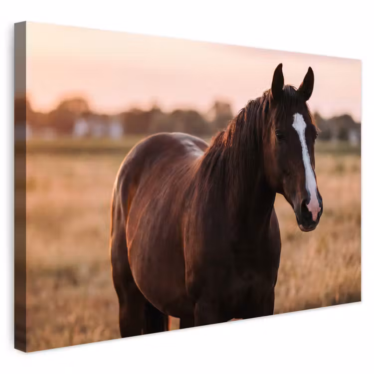 Buiten canvas - Paard - Zonsondergang - Bruin — 1