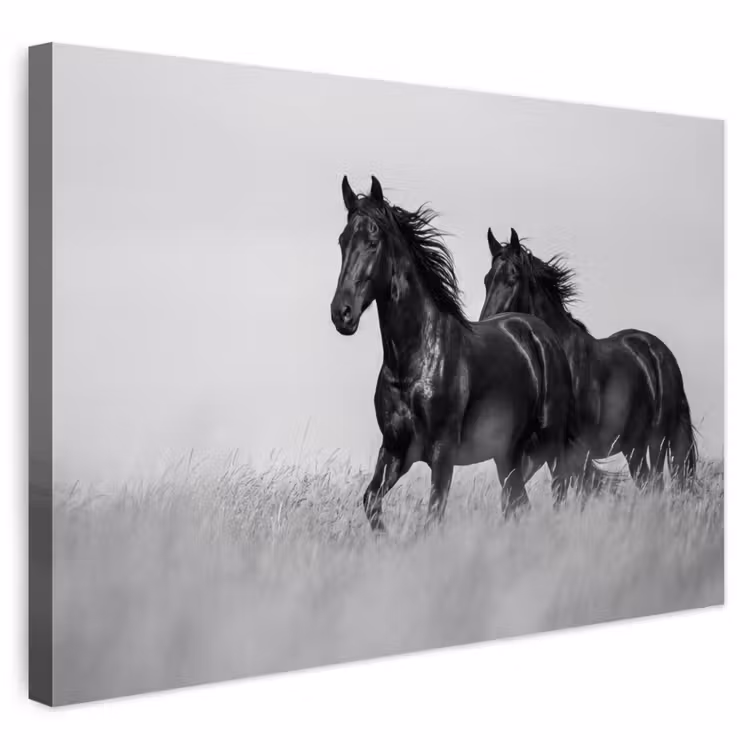 Buiten canvas - Paarden - Gras - Zwart - Wit — 1