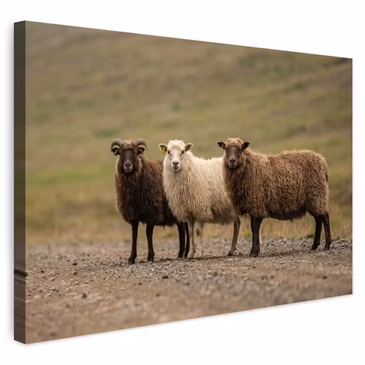 Buiten canvas - Schapen - Bruin - Wit - Grindpad — 1