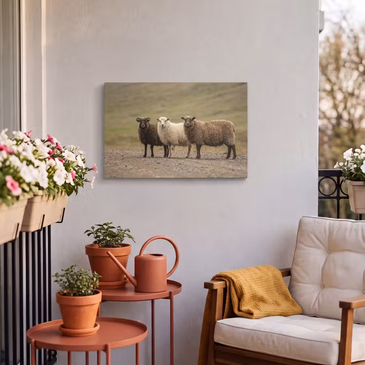 Buiten canvas - Schapen - Bruin - Wit - Grindpad — 4