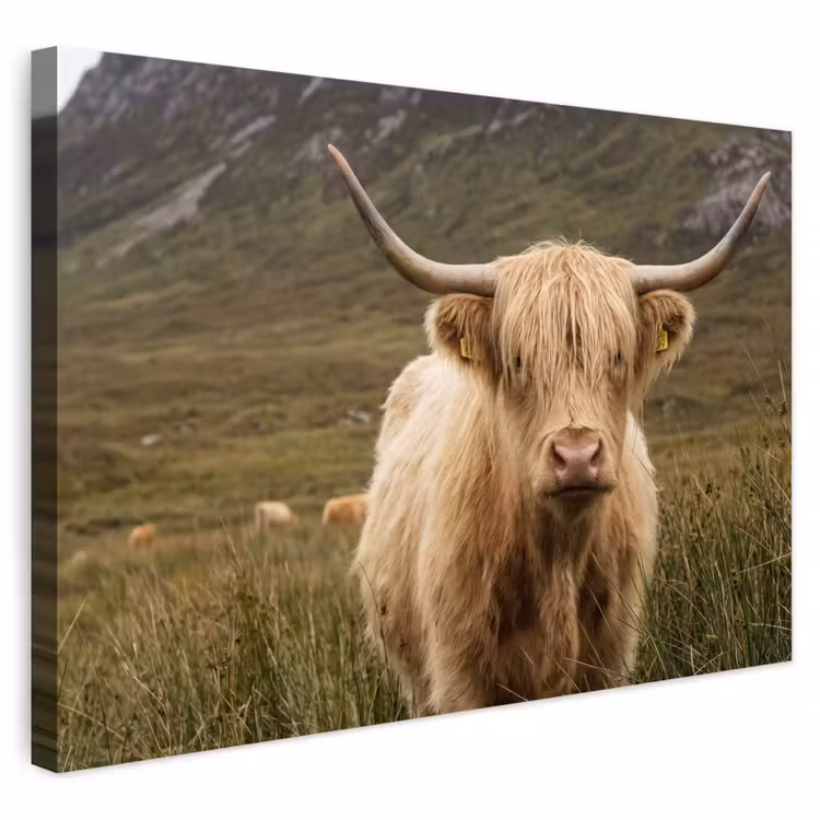 Buiten canvas - Schotse hooglander - Bergen - Grasveld — 1