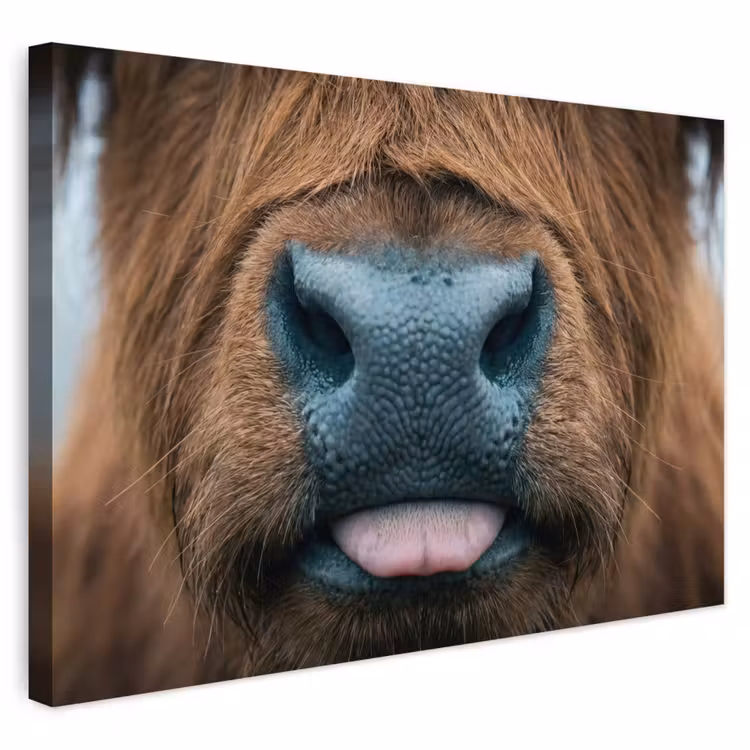 Buiten canvas - Schotse hooglander - Neus - Bruin — 1