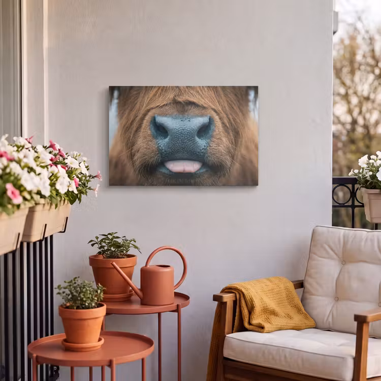 Buiten canvas - Schotse hooglander - Neus - Bruin — 4