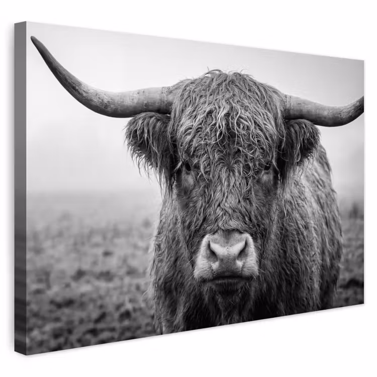 Buiten canvas - Schotse hooglander - Zwart - Wit - Gras — 1