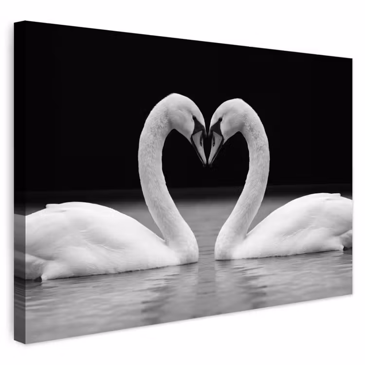 Buiten canvas - Zwanen - Hart - Zwart - Wit — 1