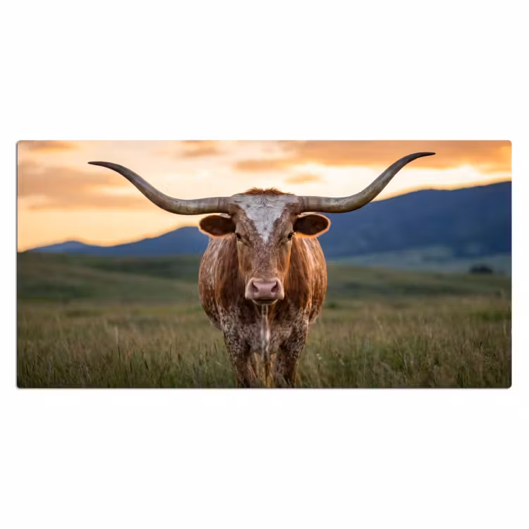 Bureau onderlegger - Longhorn - Landschap - Zonsondergang — 2