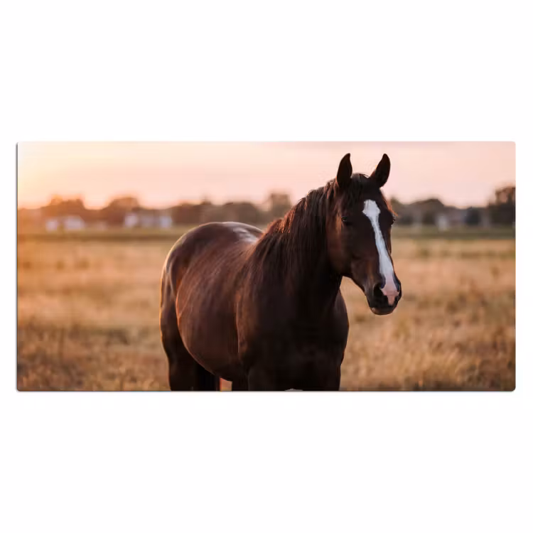 Bureau onderlegger - Paard - Zonsondergang - Bruin — 2
