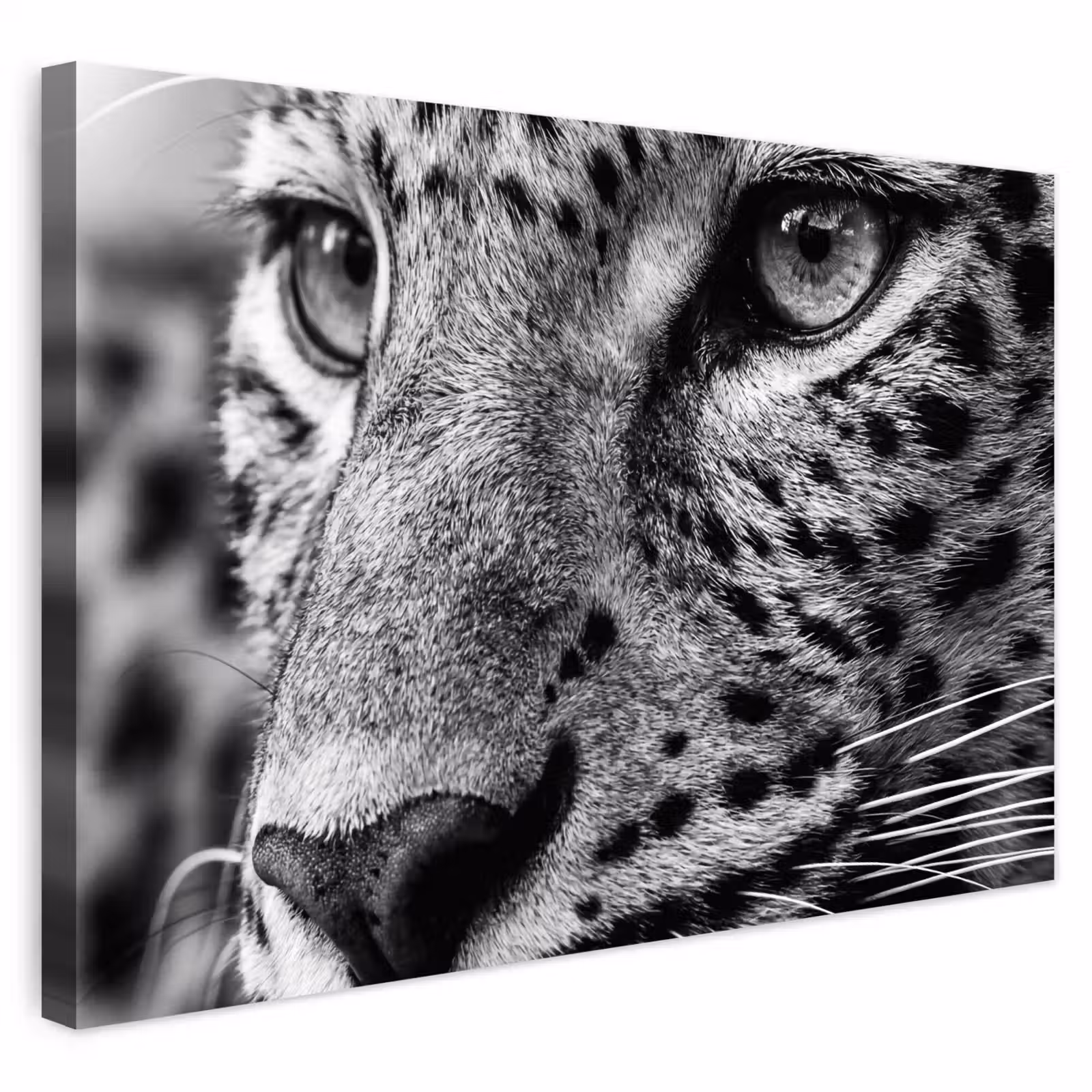 Buiten canvas - Luipaard - Zwart - Wit - Oog — 1