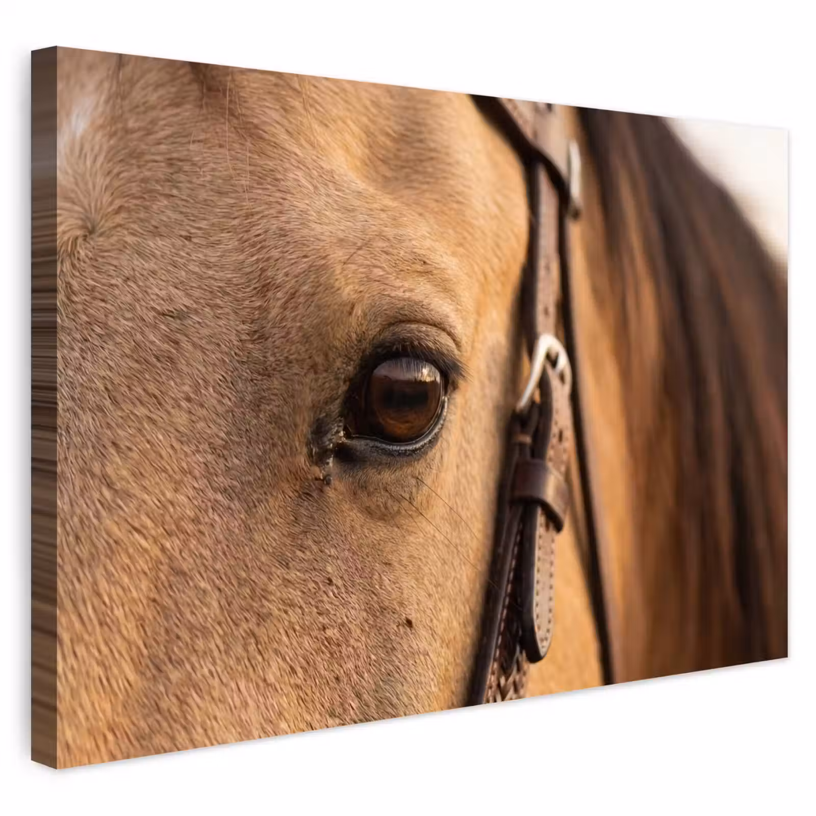 Buiten canvas - Paard - Oog - Bruin — 1