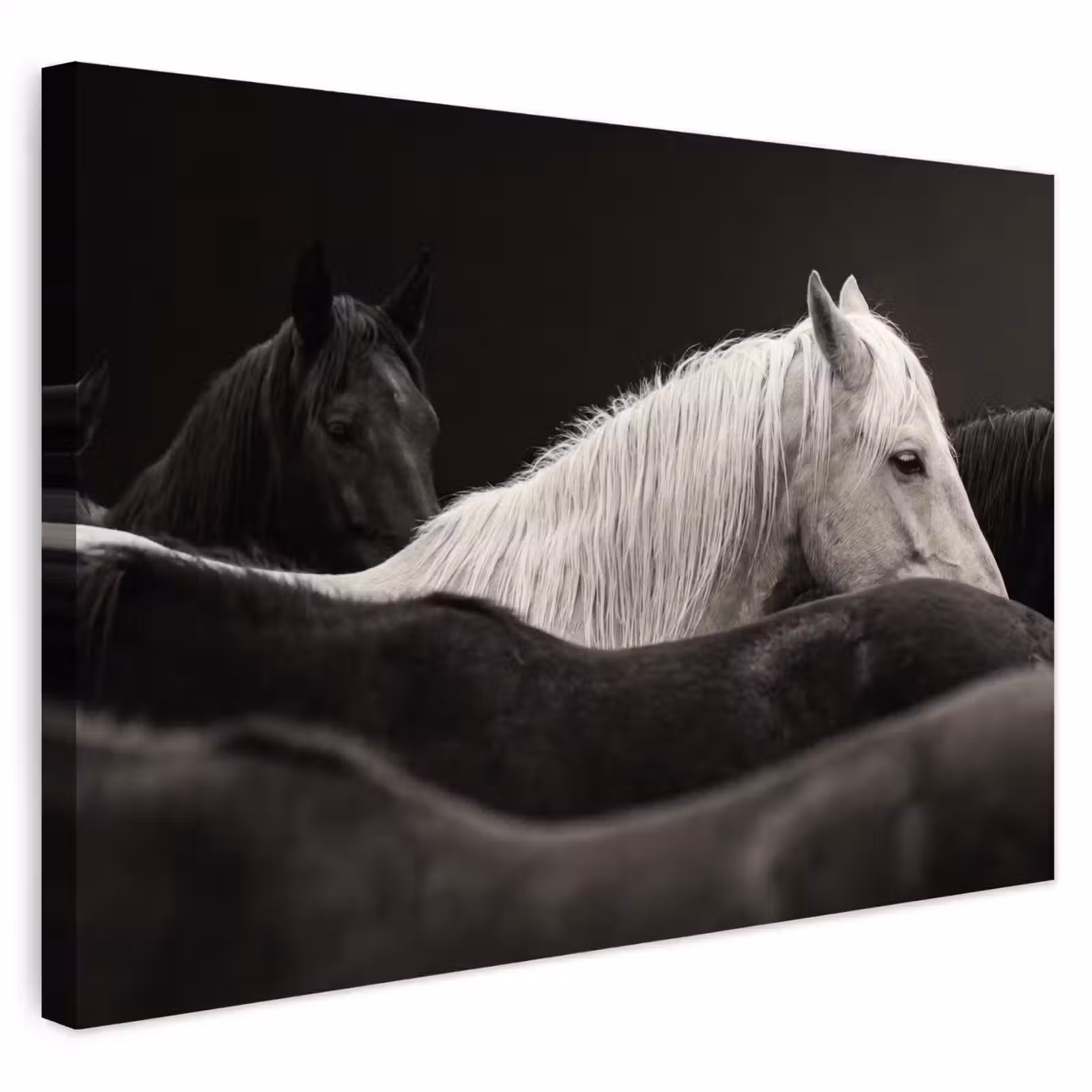 Buiten canvas - Paarden - Zwart - Wit - Kudde — 1