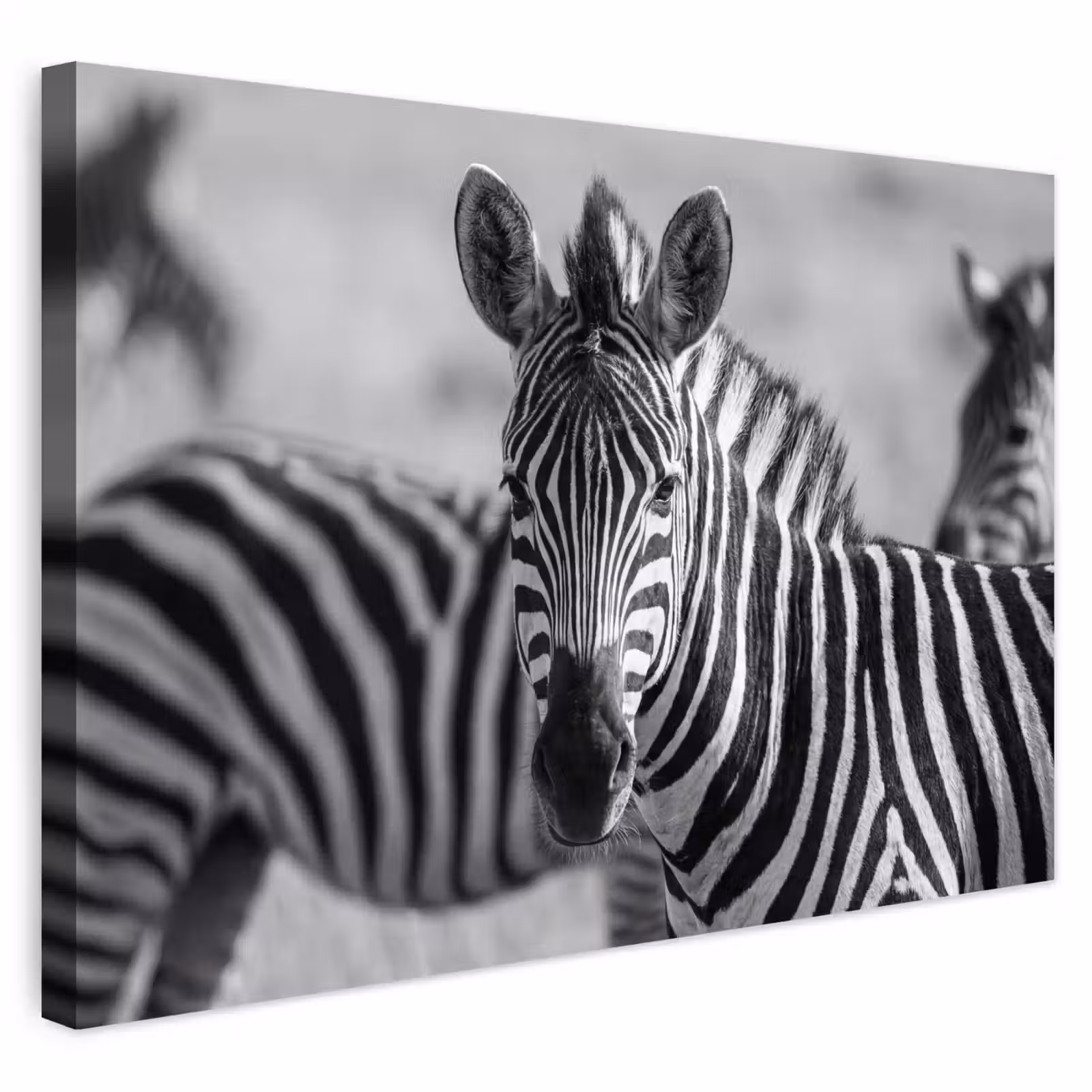 Buiten canvas - Zebra's - Zwart - Wit — 1